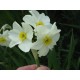 Chinese New Year Narcissus Plant